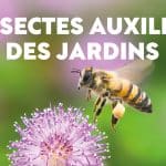 LES INSECTES AUXILIAIRES DU JARDIN : conférence, échange