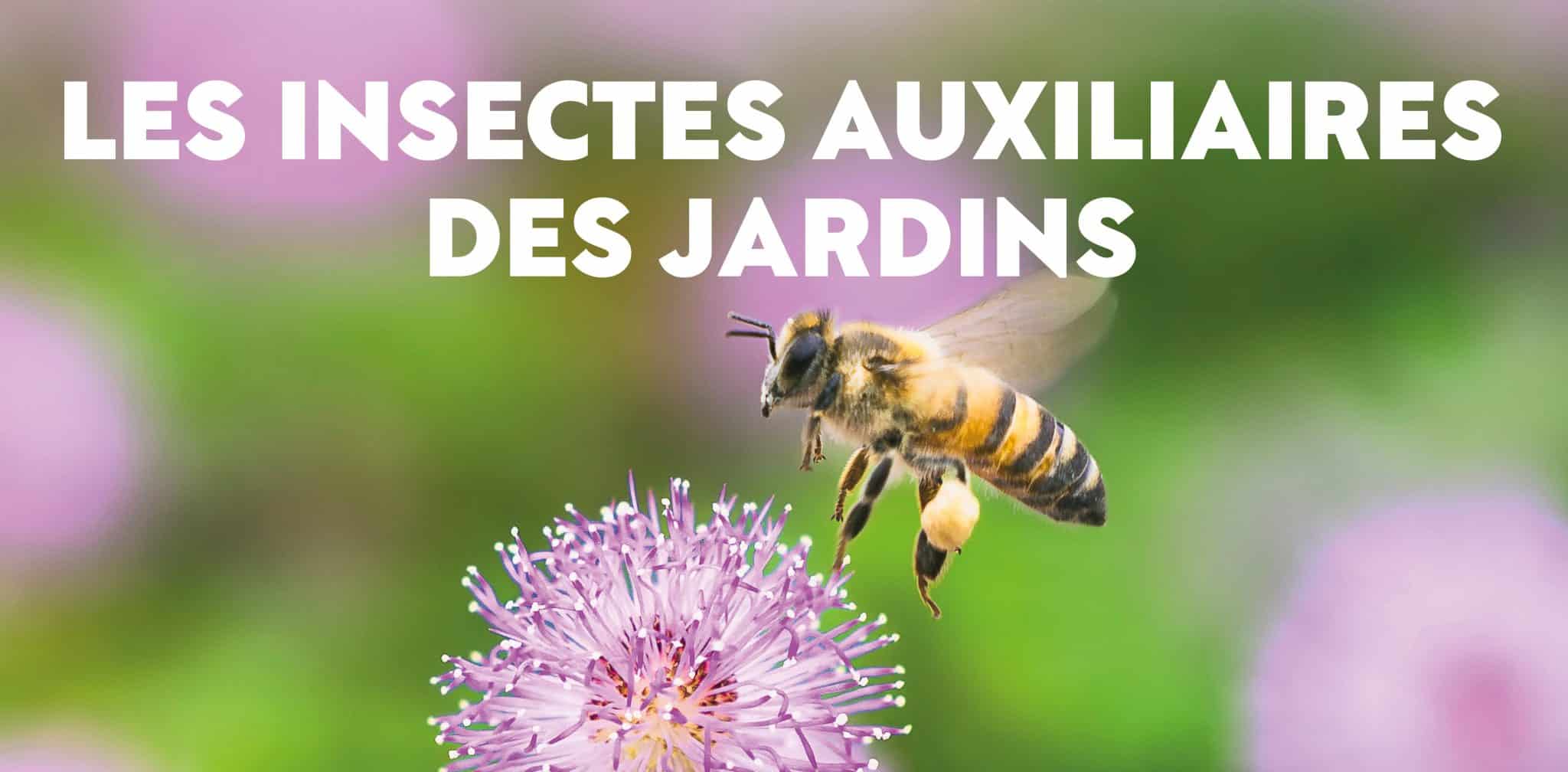 LES INSECTES AUXILIAIRES DU JARDIN : conférence, échange